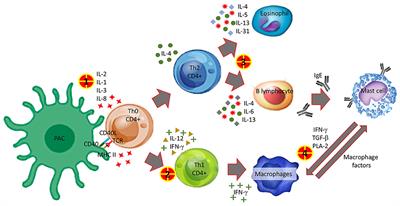 Converter Phenotype: A New Profile That Is Not Exclusive to Taxanes